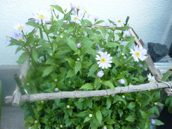 P1080726.JPG