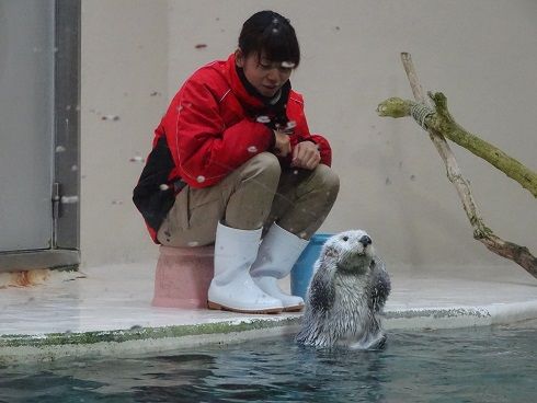 かわいいラッコ 鳥羽水族館 西洋陶器を求めて 内外の洋食器 楽天ブログ