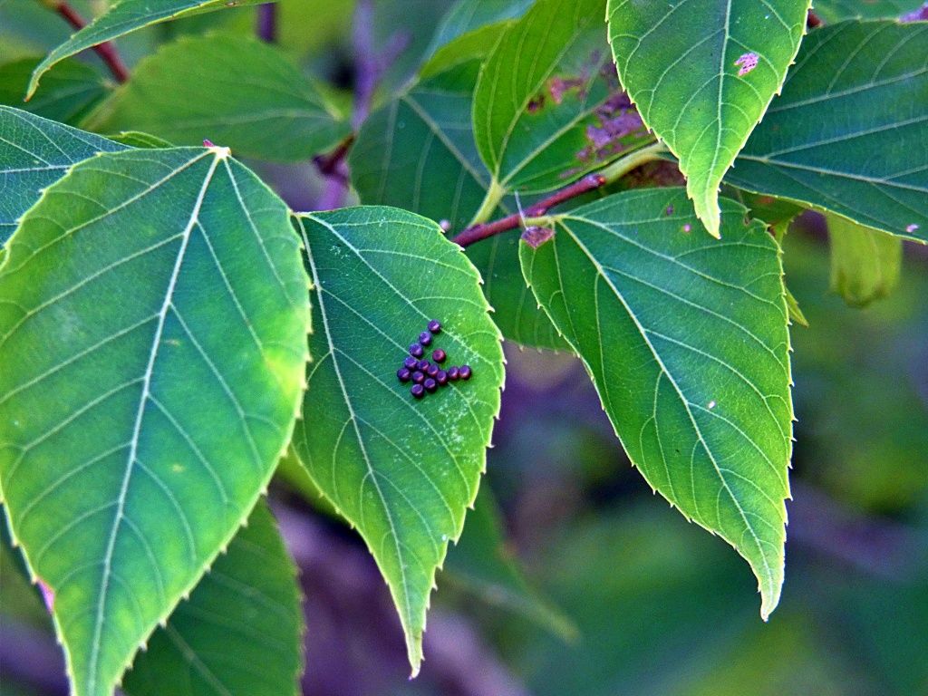 ムクノキを観る く ちゃんの自然観察記 楽天ブログ