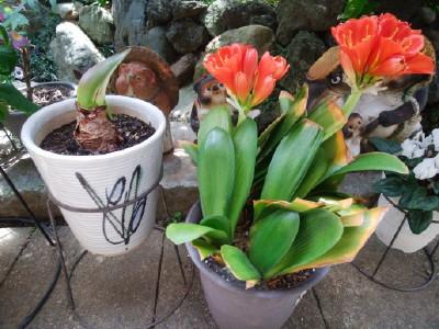 クンシランの植え替え Ike S いたずらガーデニング 楽天ブログ
