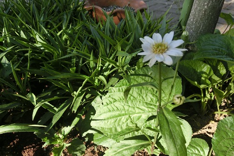 ツリガネスイセン