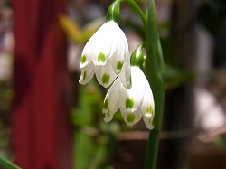 スズランスイセン