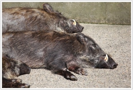 森林公園-23 イノシシ 13.3.24