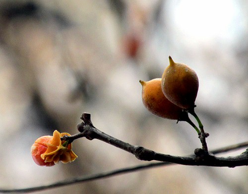 花の名不明