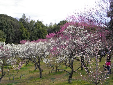 山田池公園　梅林