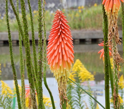 トリトマ (2).JPG