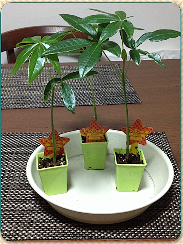 100円ショップの観葉植物をアレンジ 日々徒然に 楽天ブログ