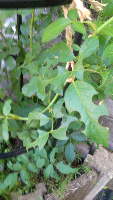 rblog-20131002084828-00.png