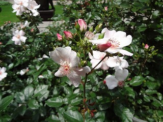 DSC01112.jpg