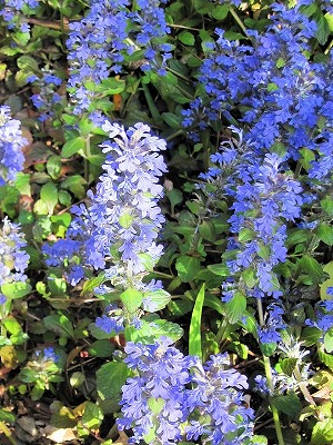 20150424Ajuga