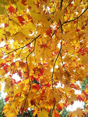紅葉