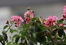 IMG_6236-9.jpg