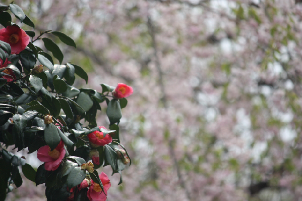 桜に椿.JPG