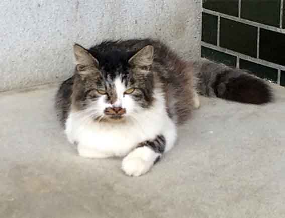 我が家のニャンコ♪2015/11/21-4