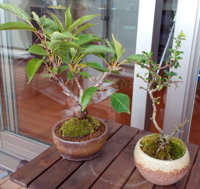 bonsai