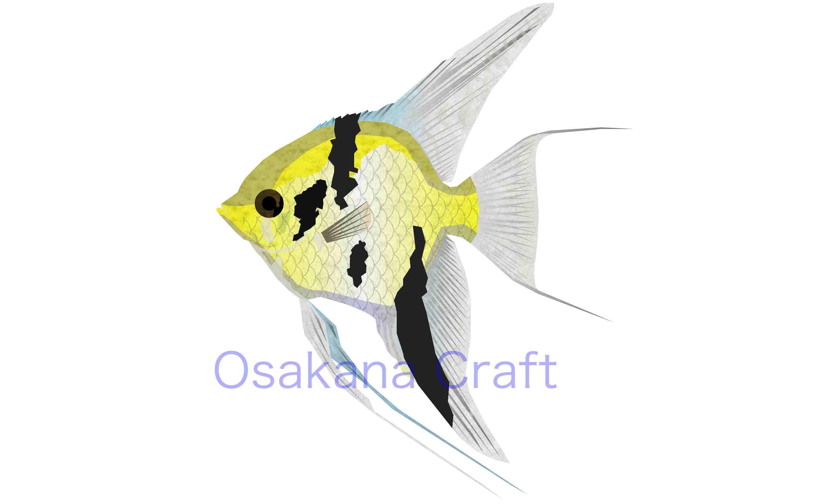 エンゼルフィッシュ Angelfish Osakana Craft イラスト熱帯魚図鑑 楽天ブログ