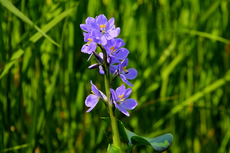 明日香の秋の花_16・水葵.jpg