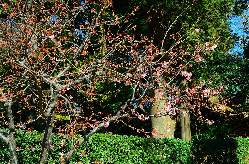 河津桜　咲く