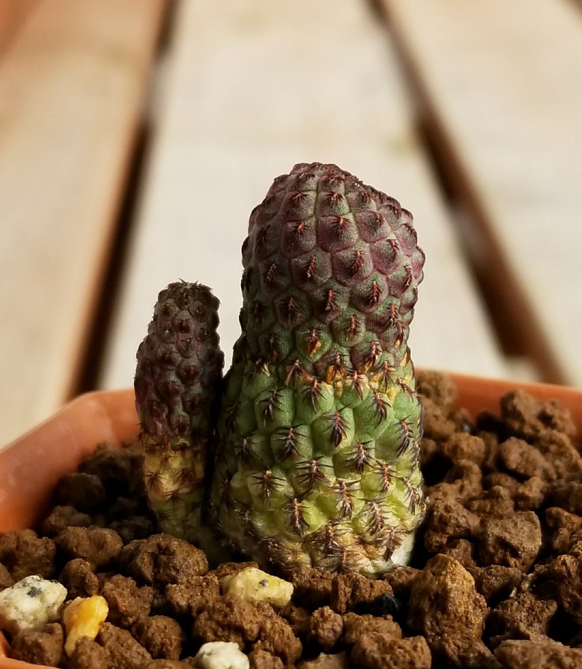 サボテン 上手く育ってないな デルオの多肉日記 楽天ブログ