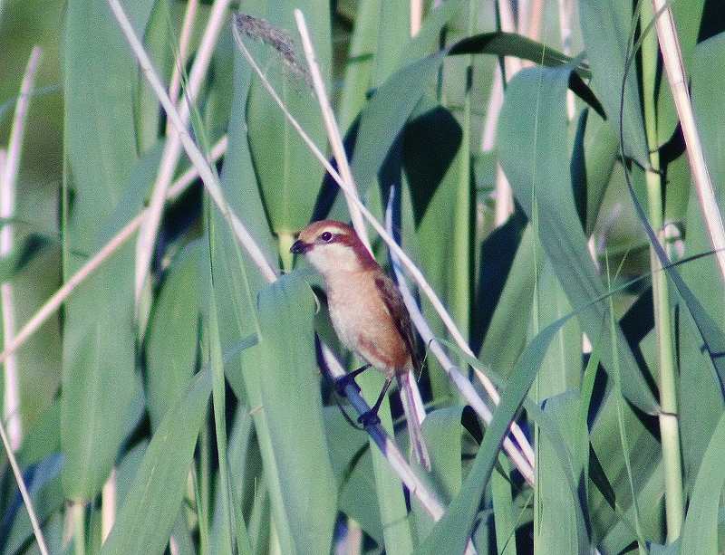 IMG_1751 (800x613).jpg