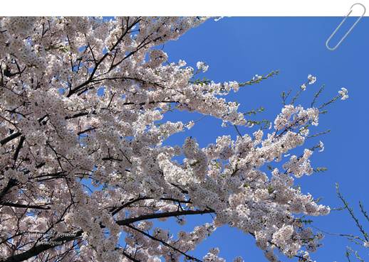 桜.JPG