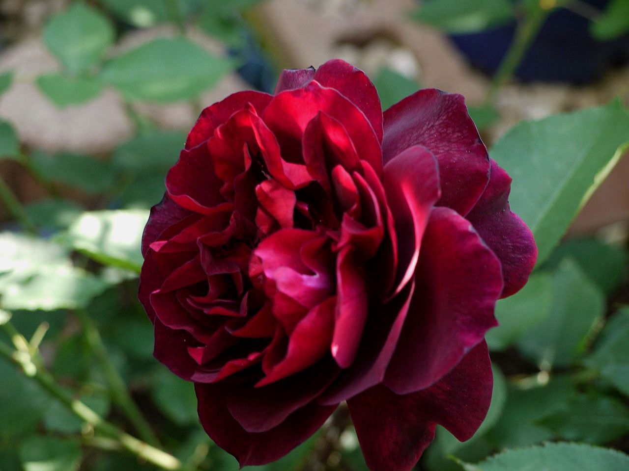 音符のように 美 音 のつぼみ バラの初開花4品種17 番目 バラの美と香りを求めて 楽天ブログ