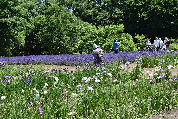 ラベンダーがあるだけで花菖蒲も引き立つ