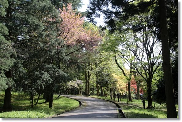 樹木公園-26 16.4.20