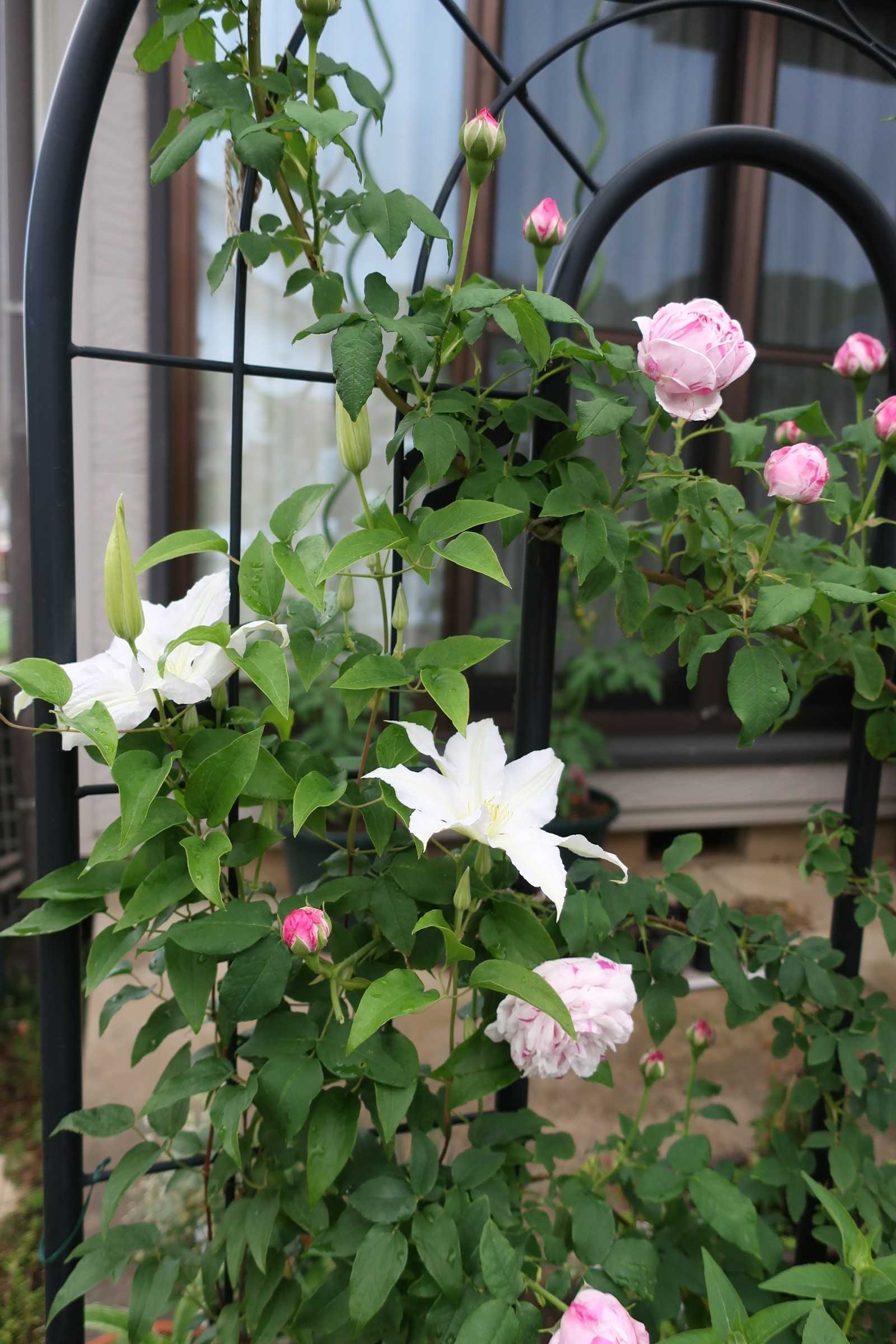 爆咲き間近 とコラボを狙ったもの 今日の空はあおい 楽天ブログ