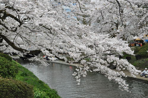 松川桜