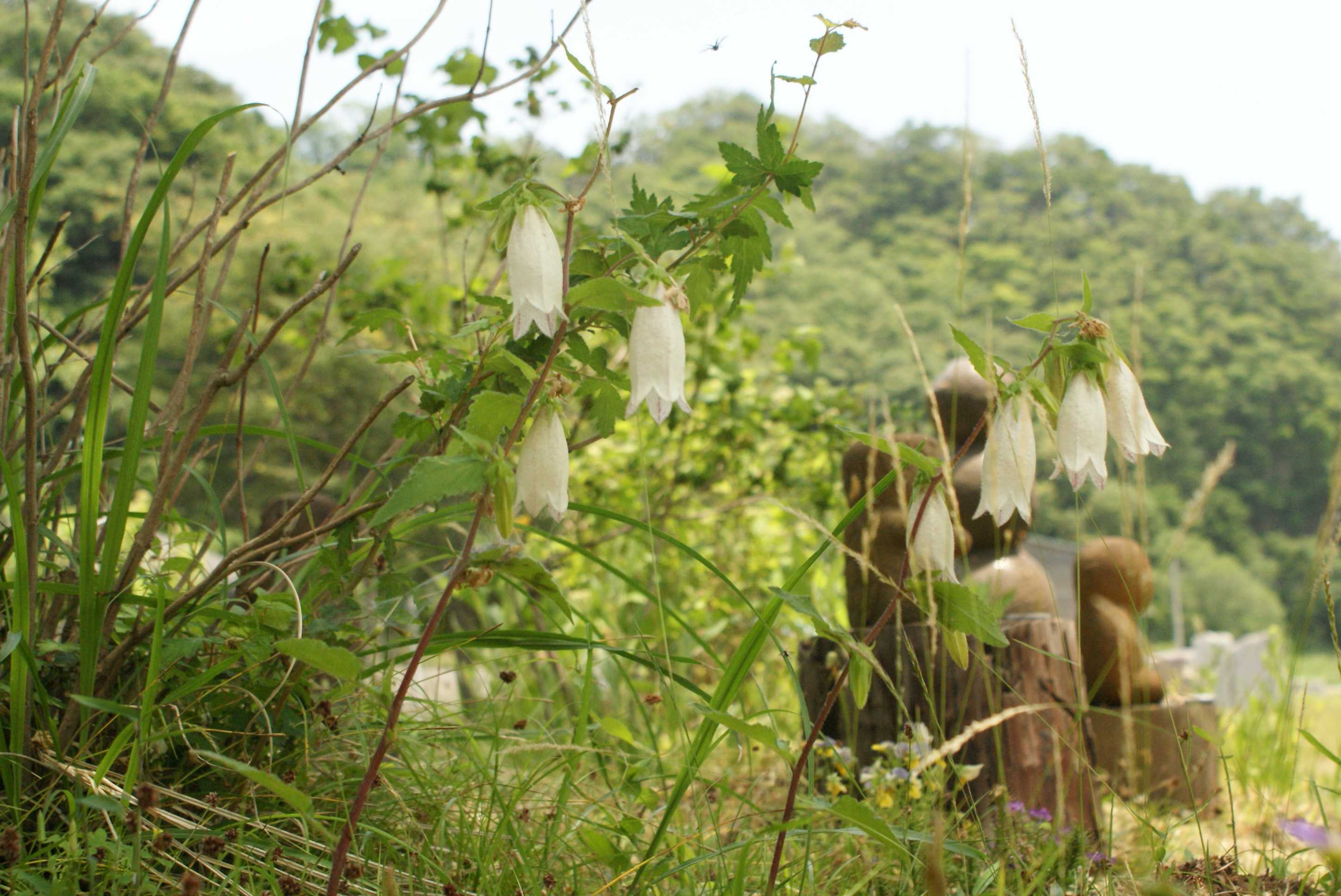 宮城県や川崎町のこと 川崎町の石んこ日記 石んこ地蔵とともに 楽天ブログ