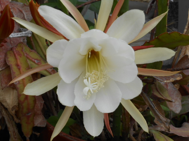 DSCN0230.JPG
