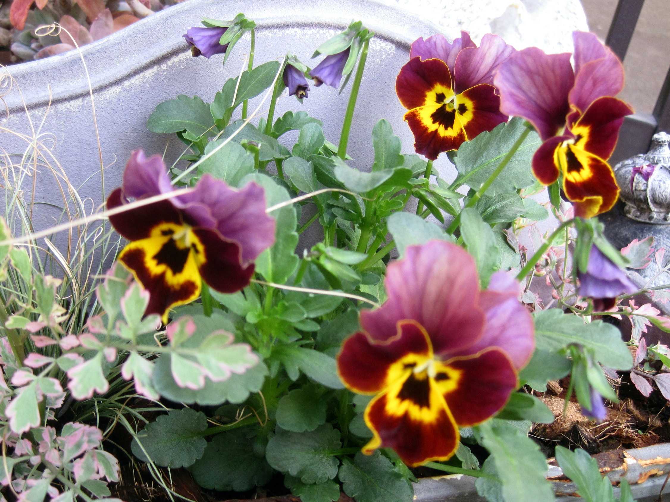 種取り たねをまく日々 楽天ブログ