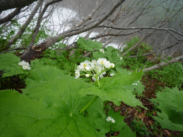 燧ケ岳花