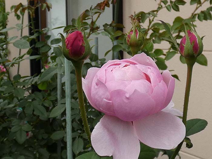 バラで小さな庭づくり 花持ちが良い秋のバラ 芳純 ジアレンウィックローズ ローズポンパドゥールなど お迎えトロピカルシャーベット バラで小さな庭づくり 花持ちが良い秋のバラ 芳純 ジアレンウィックローズ ローズポンパドゥールなど お迎えトロピカルシャーベット