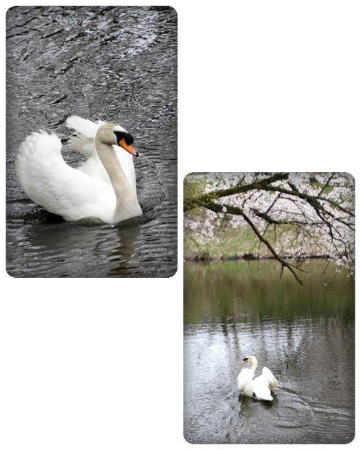 奥卯辰山健民公園・大池-4 15.4.13