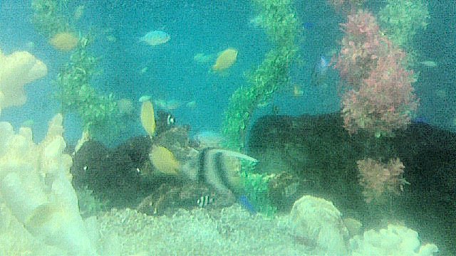 プチ水族館2-3.jpg