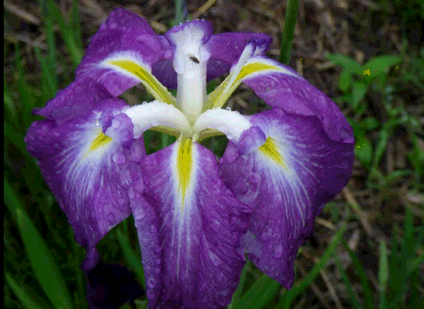 菖蒲3