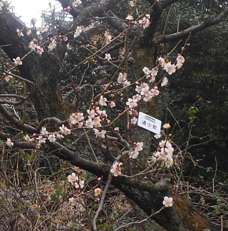 におい 匂いと臭い にほいおこせよ梅の花 60ばーばの手習い帳 楽天ブログ