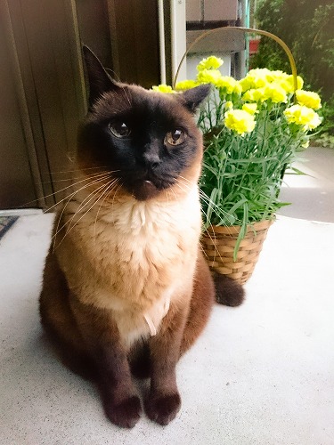 カーネーションときらりんちょ