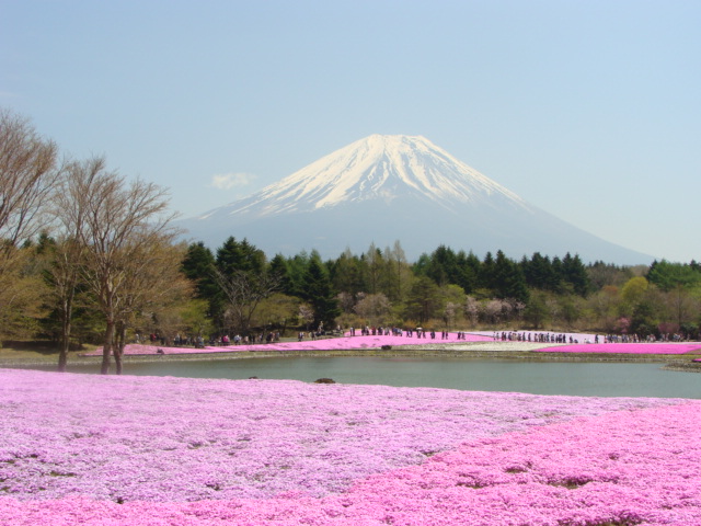 富士山の芝桜公園