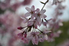 DSC_1863.JPG
