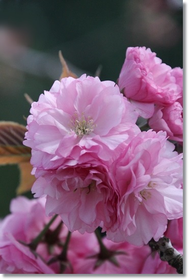 パーク獅子吼-3 やっぱり寒山？-2 15.4.22