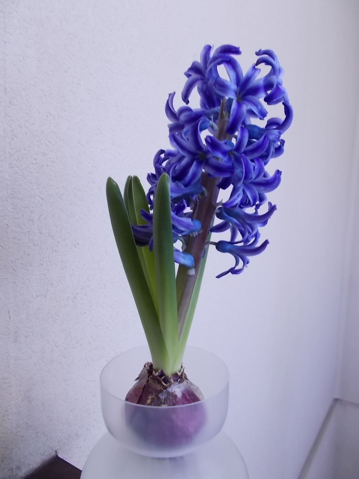 ヒヤシンスが見頃です バラを咲かせることが好き 楽天ブログ