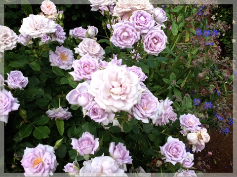 ローズ&ハーブガーデン