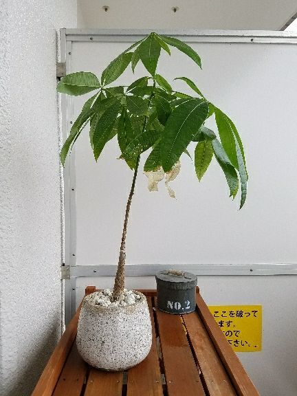 冬の観葉植物 水やり頻度 デルオの多肉日記 楽天ブログ