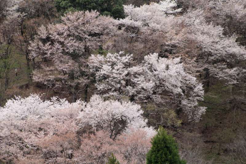 黒川桜の森_006.jpg