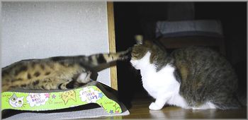 ペシッ！！