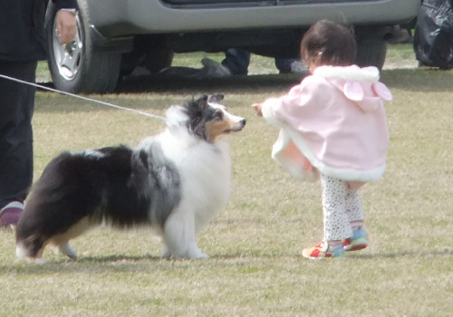 シェルティーと子供