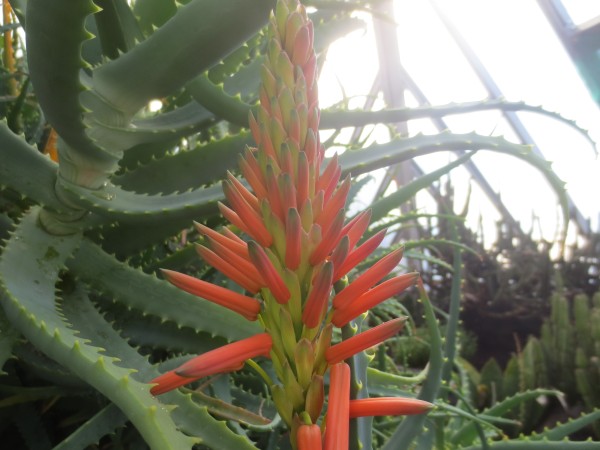 　シャボテン公園